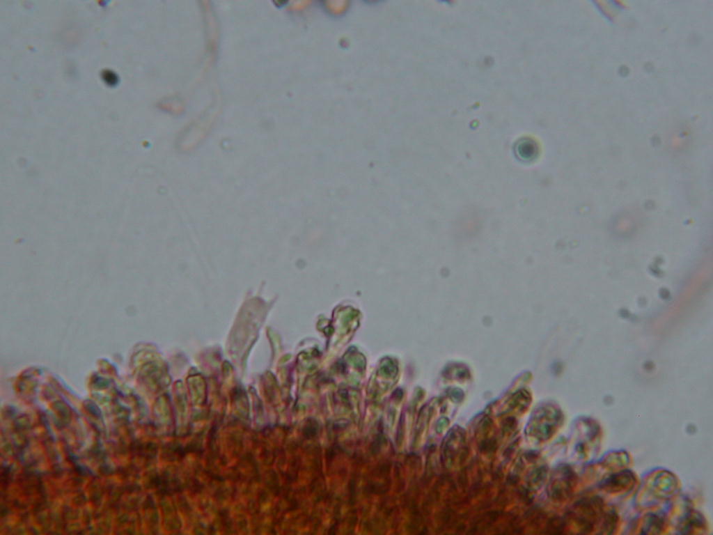 Tricholoma populinum ...!!!